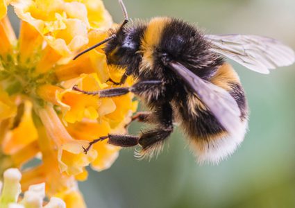 دراسة: النحل عامل أساسي في مكافحة ارتفاع ضغط الدم وأمراض اللثة