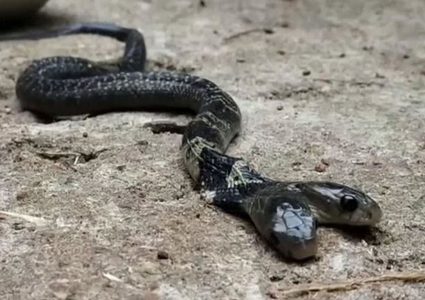 من نوع كوبرا.. الأفعى ذات الرأسين تثير دهشة السكان في الهند