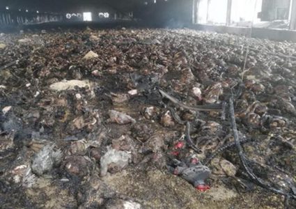 نفوق 20 ألف طير دجاج إثر حريق جنوب جنين