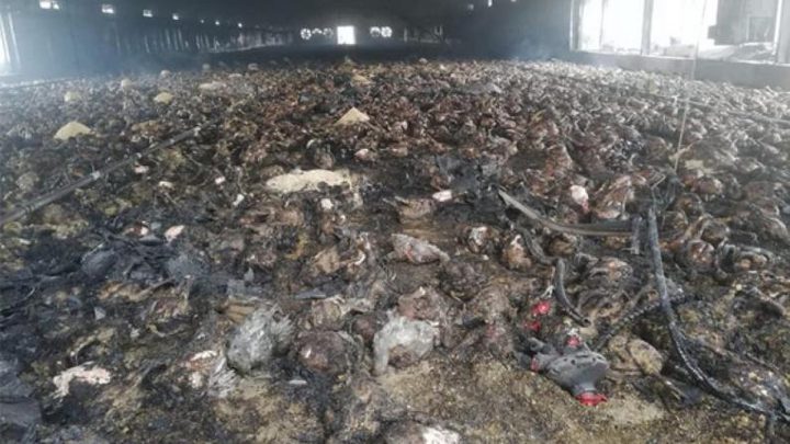 نفوق 20 ألف طير دجاج إثر حريق جنوب جنين