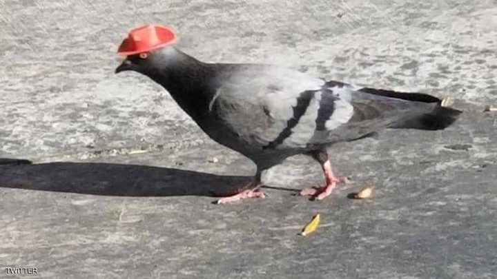 لاس فيغاس.. انتشار ظاهرة ارتداء الحمام لقبعات "الكاوبوي" !
