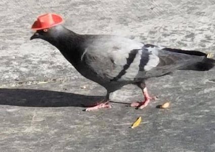 لاس فيغاس.. انتشار ظاهرة ارتداء الحمام لقبعات "الكاوبوي" !