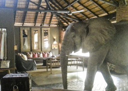 زامبيا.. أفيال تقتحم مطعما بحثا عن "فطور"