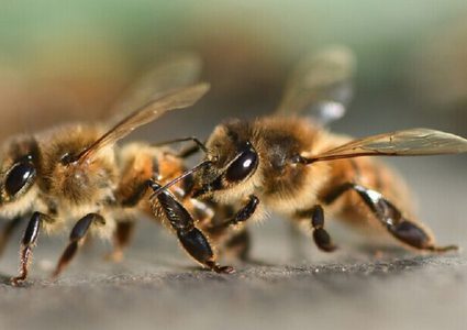 هل يساعد النحل على مكافحة ارتفاع ضغط الدم؟