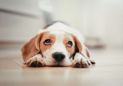 كلب يسبب لصحابته عدوى نادرة وخطيرة