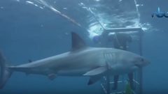 قرش يقتحم قفص صياديين وهذا ما حدث