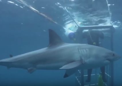 قرش يقتحم قفص صياديين وهذا ما حدث