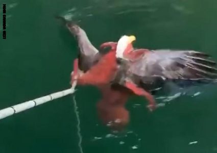 شاهد معركة شرسة بين نسر أصلع وأخطبوط عملاق!