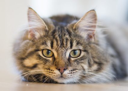 "قطة هاربة" تؤجل إقلاع طائرة من بيروت إلى روما !