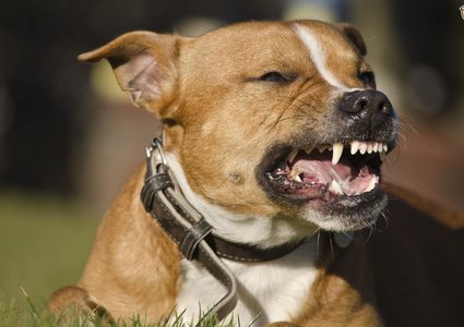 مصرع رجل إسباني بعد التهام "الكلاب الشاطين" أجزاء منه وهو حي!