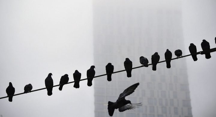 حمام بقبعات "كوبوي" يثير جدلا في أمريكا