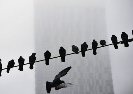 حمام بقبعات "كوبوي" يثير جدلا في أمريكا