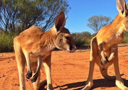أستراليا.. "سفاح" يقتل 40 كنغر بوحشية ويلوذ بالفرار !