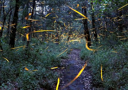 مذبحة لحيوان الكنغر في أستراليا والمجرم مجهول