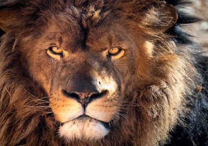 هجوم أسد على حارس أثناء إطعامه