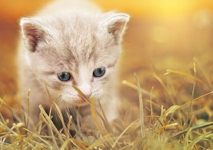 قطة بأطراف اصطناعية تتحول إلى نجمة