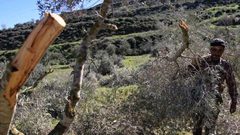 مستوطنون يقتلعون اشجار زيتون ببلدة الخضر