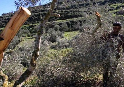 مستوطنون يقتلعون اشجار زيتون ببلدة الخضر