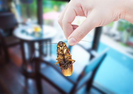 ظهور صرصور "عدواني" بعيون بيضاء بعد 60 عاما على إكتشافه