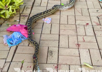 أب شجاع ينقذ طفله الوحيد من ثعبان ضخم كان يحاول خطفه !