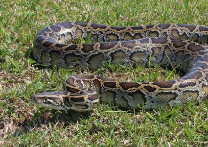 ثعبان ضخم يجر طفلا بعيدا عن منزله