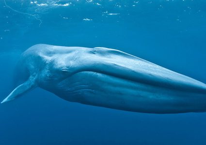 السلطات المصرية تحسم الجدل بشأن صوت الحوت الأزرق المرعب