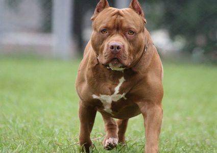 3 كلاب "بيتبول" يتسببون بمقتل إمرأة وإصابة أخرى بجروح خطيرة