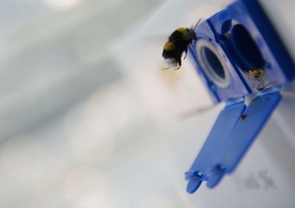 هجوم نحل يوقف مباراة رسمية