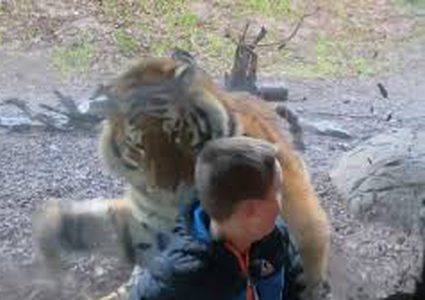 شاهد نمر يحاول الهجوم على طفل في العاصمة الإيرلندية