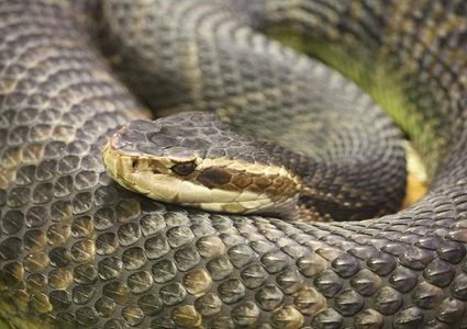 نيوزلندا.. إعدام أفعى بشكل إنساني بعد تسللها إلى طائرة أسترالية