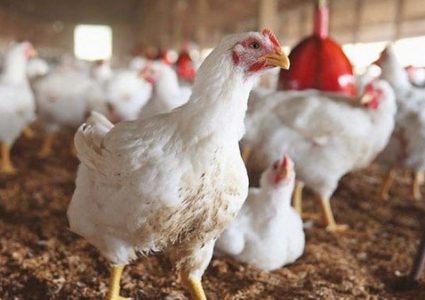 الزراعة توجه ارشادات هامة للمزارعين ومربي الدواجن بخصوص المنخفض