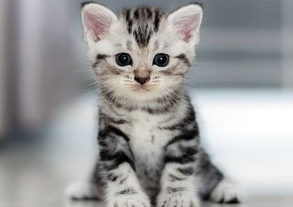 إندونيسيا.. ربة منزل تحول منزلها إلى ملجأ لمئات القطط