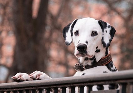 كلب يهدئ من روع صاحبته المصابة بمرض التوحد