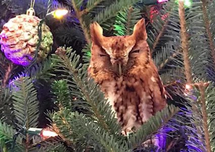 عائلة تعثر على بومة في شجرة عيد الميلاد