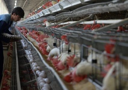 تحذيرات من تفشي السالمونيلا في ام الفحم