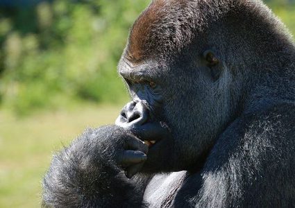 دراسة: القردة لها القدرة على الإستمتاع بالموسيقى والرقص أيضا !