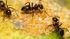 دراسة تكشف طريقة النمل للوصول إلى عشه مشيا للخلف