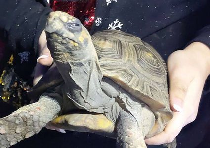 بريطانيا.. "سلحفاة معمرة" تتسبب بحريق منزلي