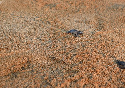 حملة لمنع تهريب السلاحف البرية الليبية