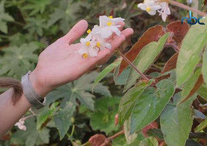 ما السر وراء رائحة المطر؟