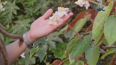 ما السر وراء رائحة المطر؟