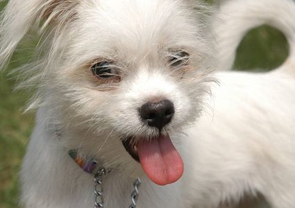 فتاة ترسم على أجساد الحيوانات في أتلانتا