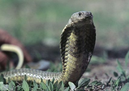 فتاة تمسك كوبرا عملاقة من كومة قش