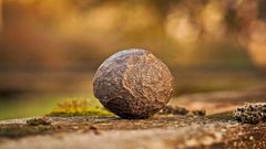 بعد 37 عاما.. إكتشف أنه يملك صخرة أغلى من الذهب !