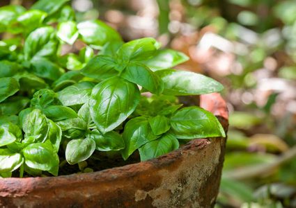 فوائد للريحان لن تصدقها