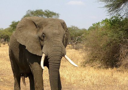 فيل يدهس مدربه حتى الموت