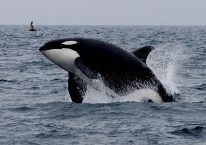 الحيتان القاتلة المهاجرة تُبهج سكان أيسلندا