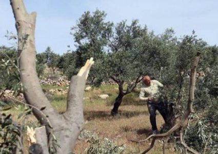 الاحتلال يقتلع أشجار زيتون في قرية الجبعة