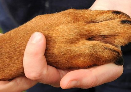 الأخطار الكامنة فيما يعلق بأرجل الحيوانات الأليفة