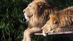 جنوب أفريقيا.. ذبح 16 أسدا ونزع وجوهها ومخالبها لغرض صادم !